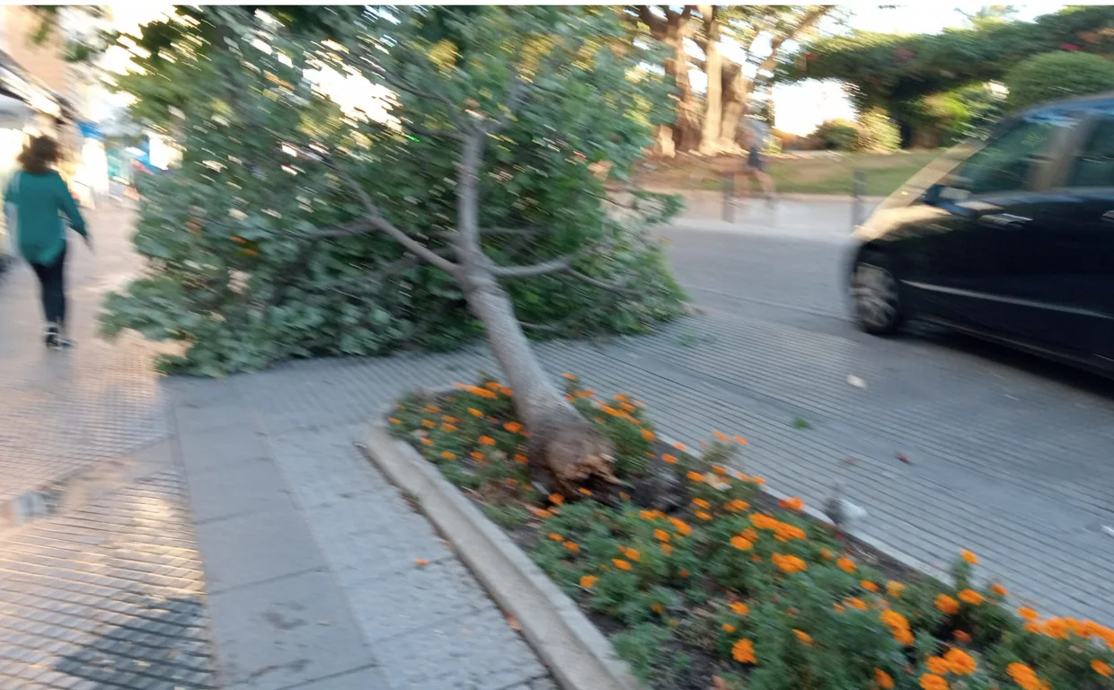 La caída de otro árbol en Cádiz pone en evidencia el estado de podredumbre y la falta de podas en la ciudad