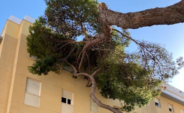 La caída de un árbol en la Plaza del Árbol de Cádiz.