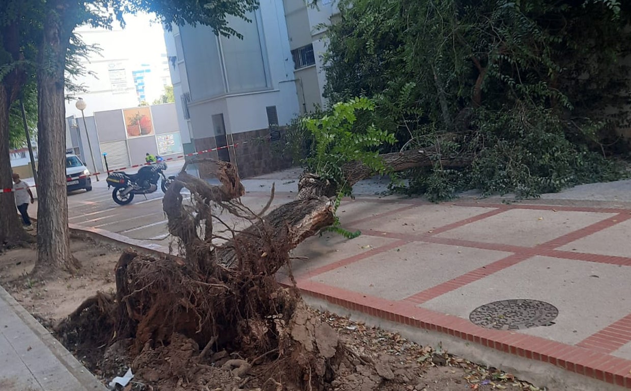 Cae otra enorme rama de árbol en la Barriada de la Paz