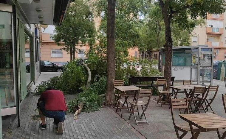 Cae una gran rama de un árbol sobre la terraza del bar La regadera, en Cádiz