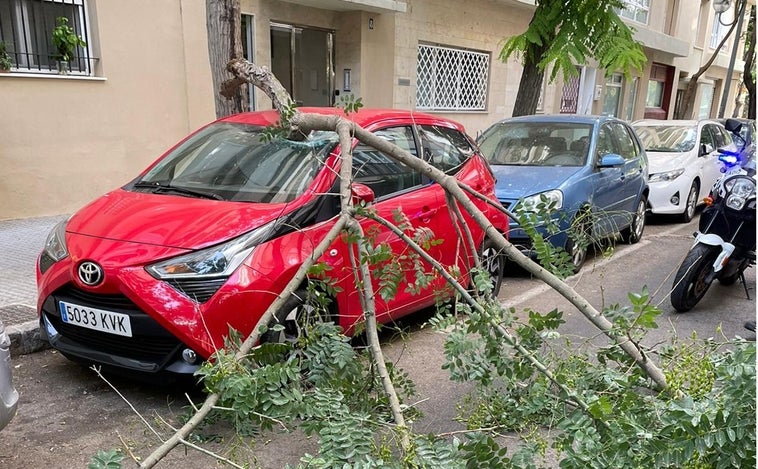 Cae un nuevo árbol en Cádiz, el quinto en una semana