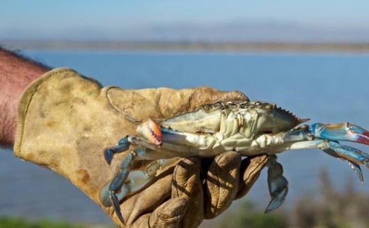 El cangrejo azul, la especie invasora en Cádiz que sorprende a Dabid Muñoz y a Joaquín en 'El novato'