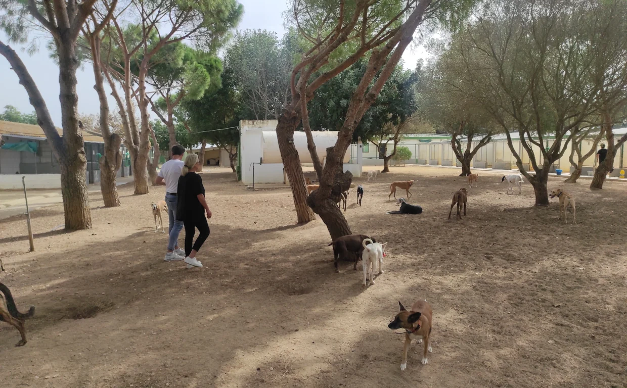Los canes a su libre albedrío por los terrenos del Refugio Kimba