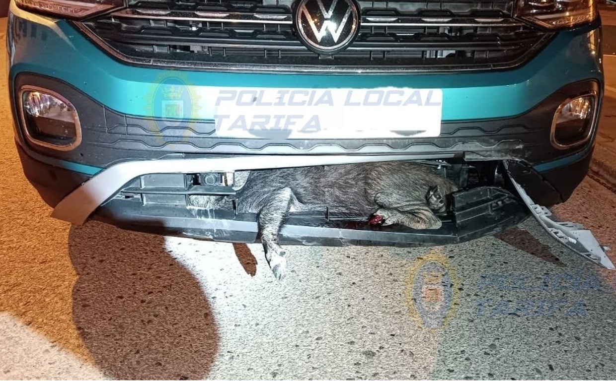 Aumentan los accidentes automovilísticos causados por animales