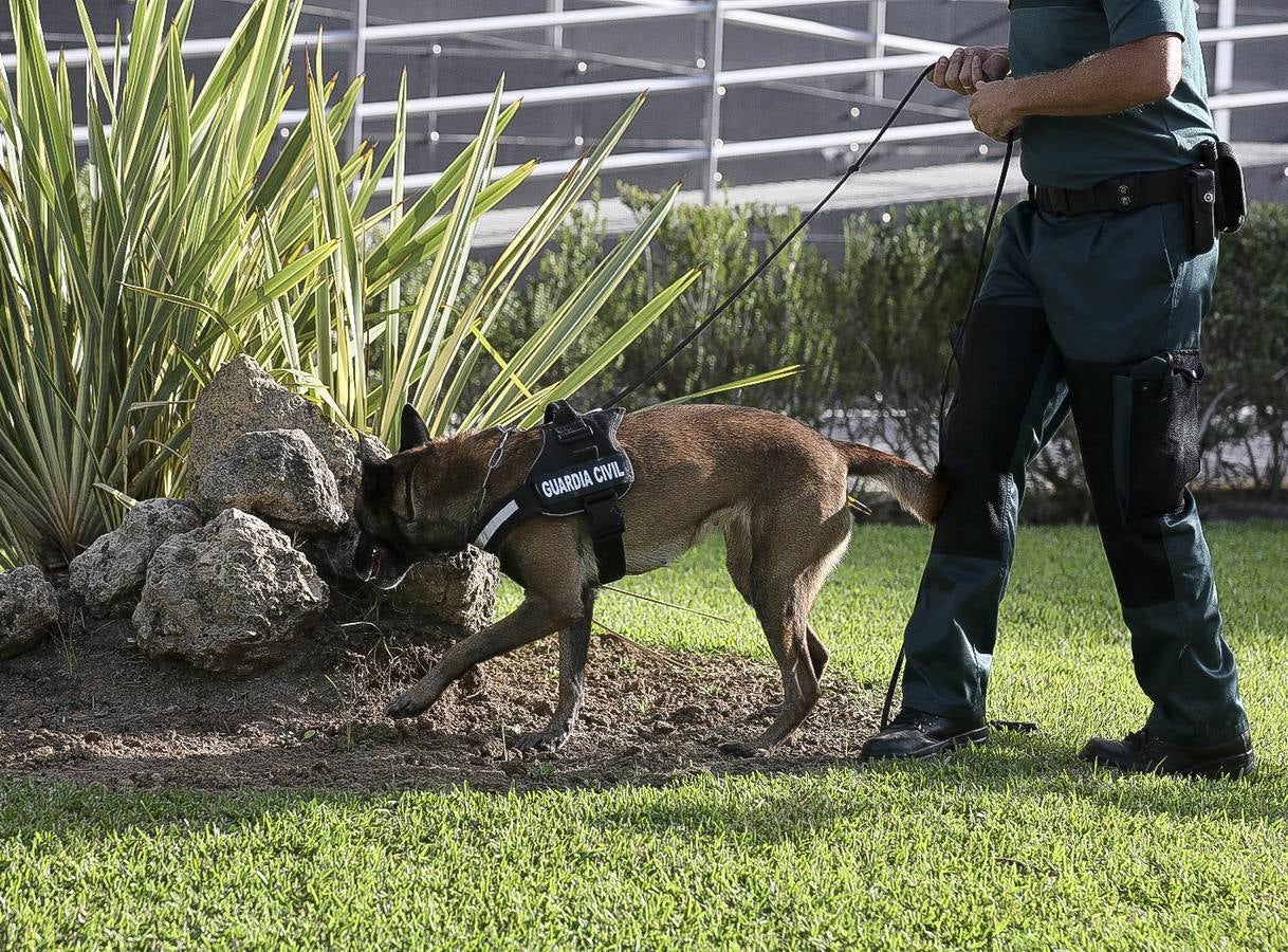 Fotos: Así se preparan los perros detectores de la Guardia Civil en Cádiz