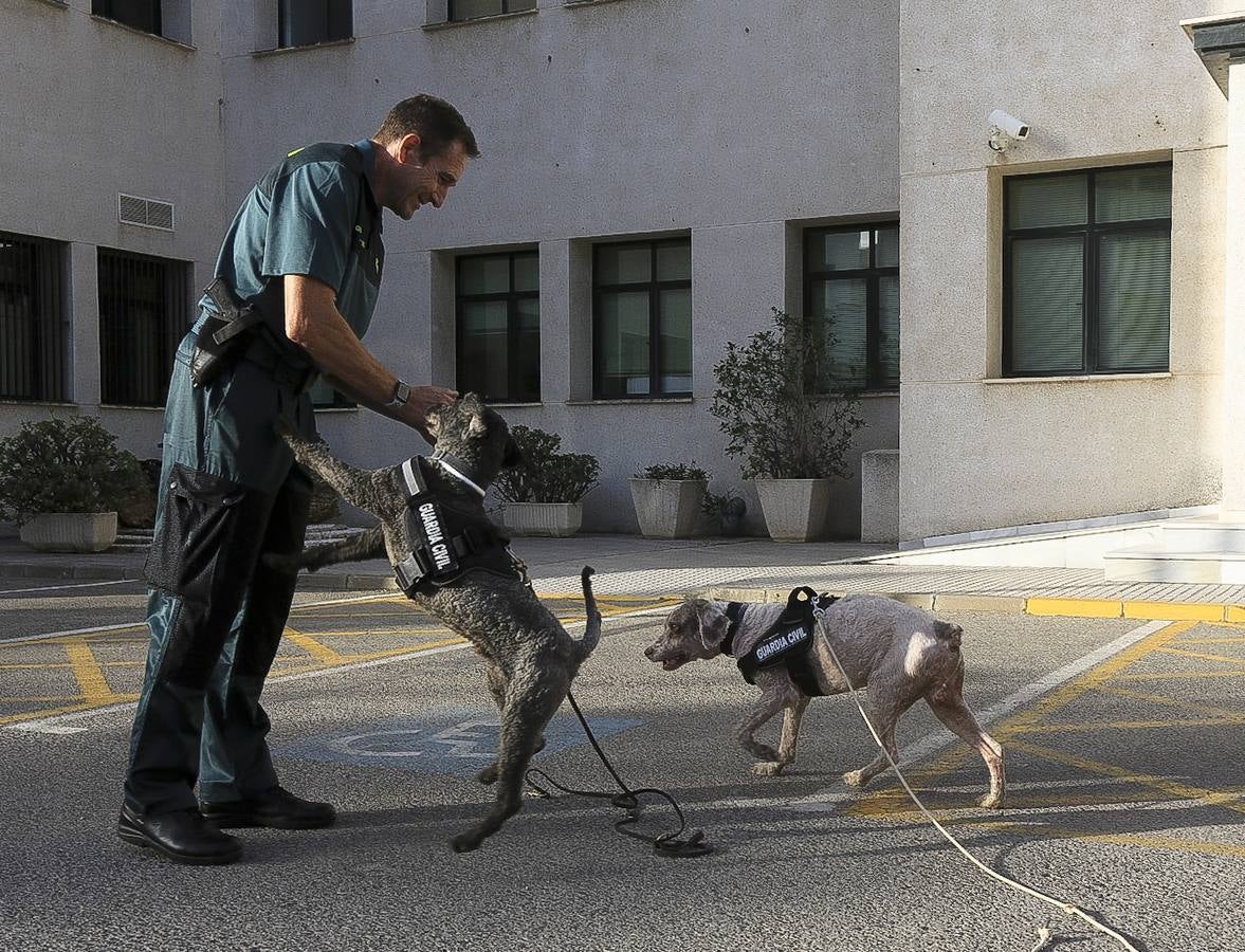 Fotos: Así se preparan los perros detectores de la Guardia Civil en Cádiz