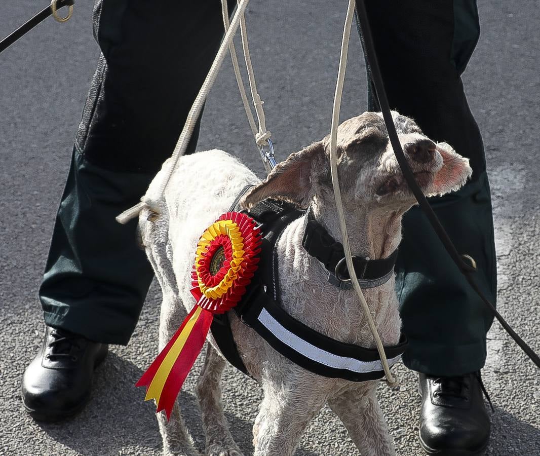 Fotos: Así se preparan los perros detectores de la Guardia Civil en Cádiz