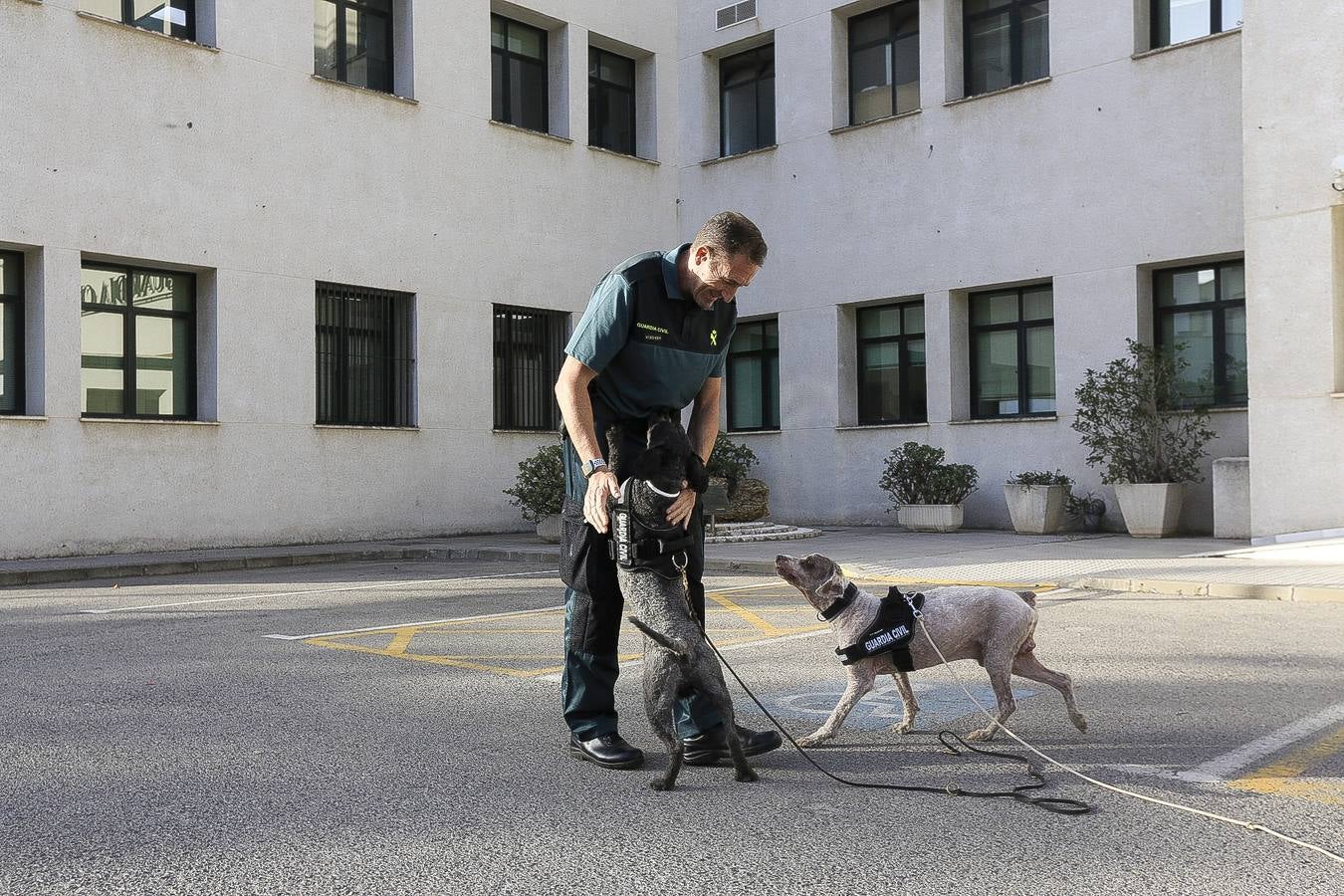 Fotos: Así se preparan los perros detectores de la Guardia Civil en Cádiz