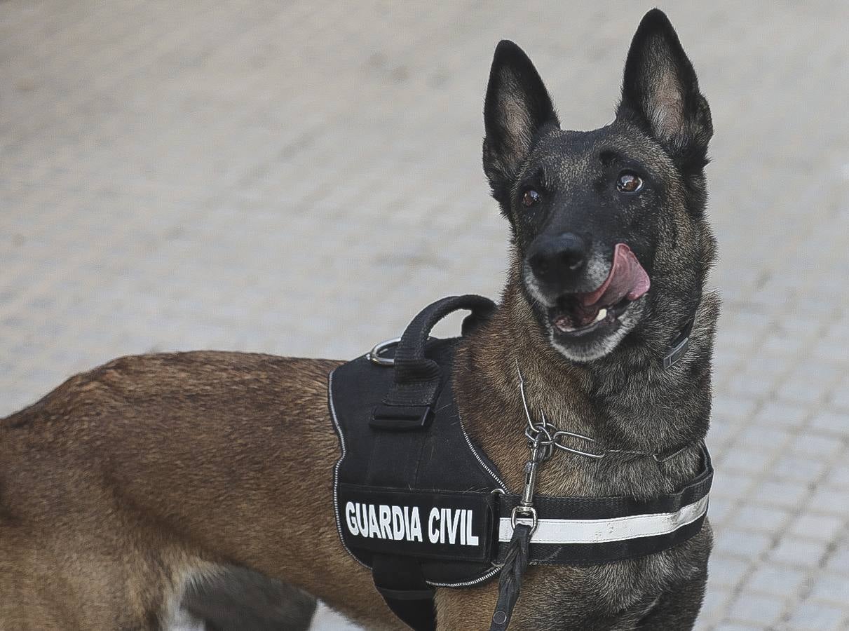 Fotos: Así se preparan los perros detectores de la Guardia Civil en Cádiz