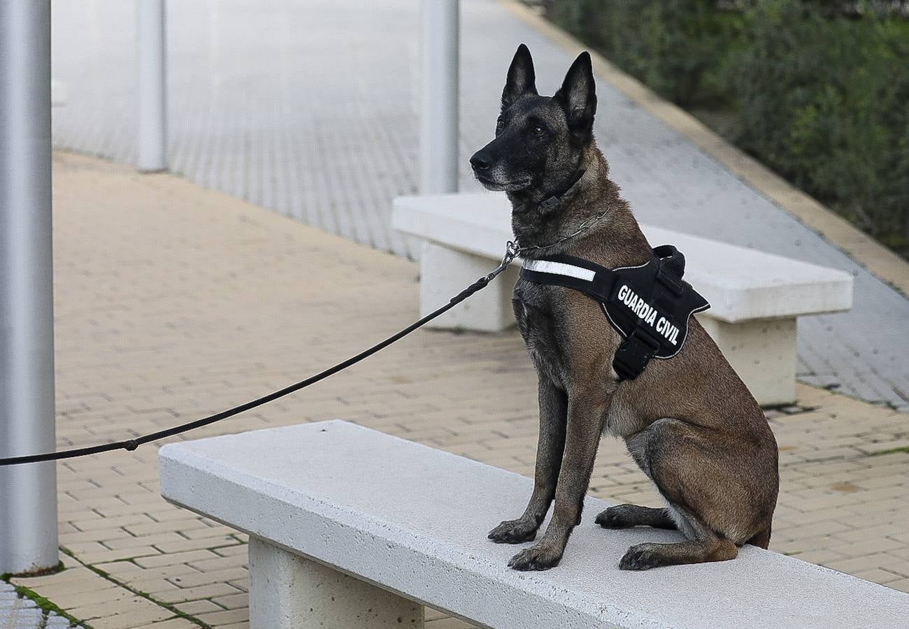 Fotos: Así se preparan los perros detectores de la Guardia Civil en Cádiz