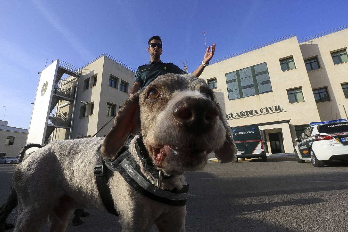 Fotos: Así se preparan los perros detectores de la Guardia Civil en Cádiz