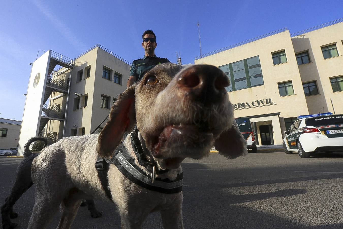 Fotos: Así se preparan los perros detectores de la Guardia Civil en Cádiz