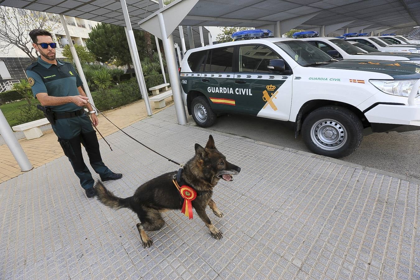 Fotos: Así se preparan los perros detectores de la Guardia Civil en Cádiz