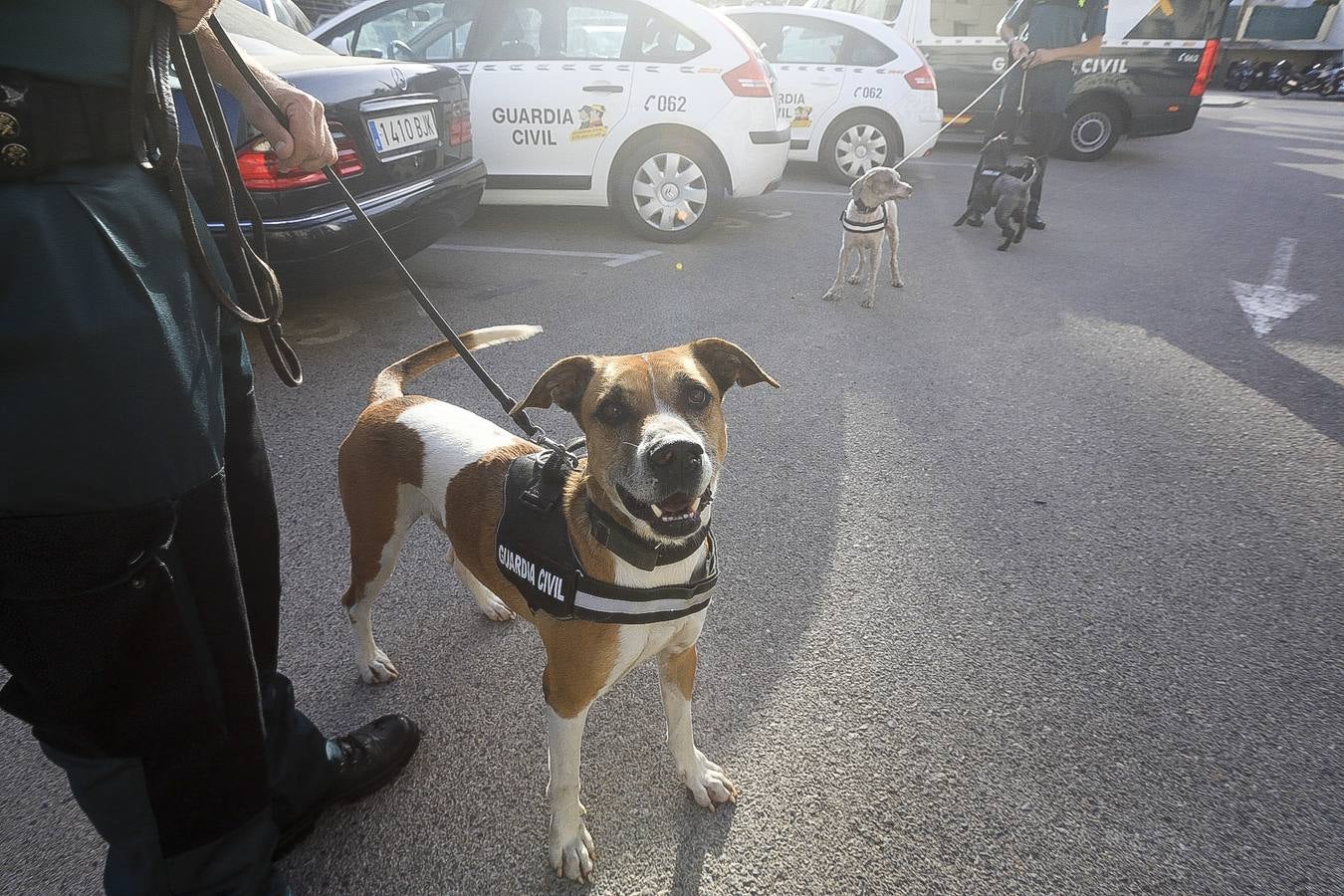 Fotos: Así se preparan los perros detectores de la Guardia Civil en Cádiz