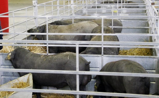 Más de 400 animales estarán presentes en la XXIII Feria Nacional de Ganado Fegasur