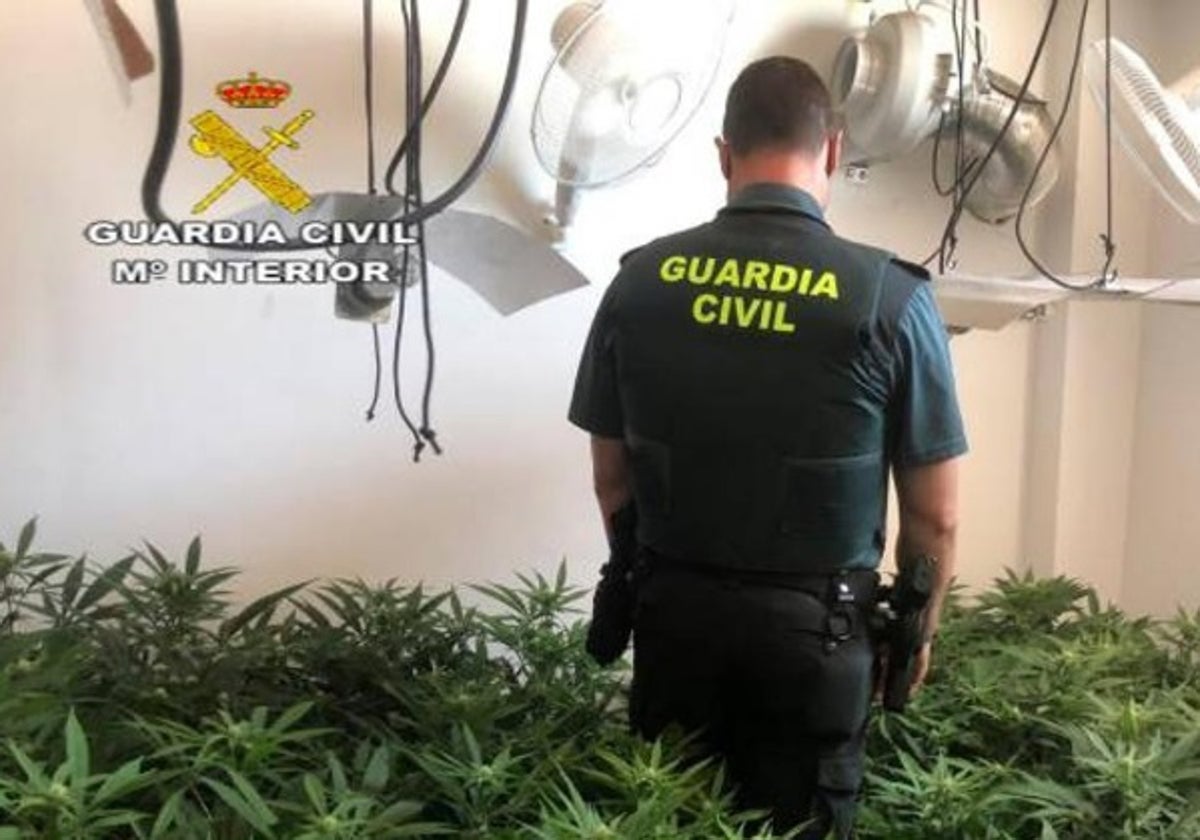 La Guardia Civil desmantela dos plantaciones de marihuana en Sanlúcar y detiene a dos vecinos de la localidad