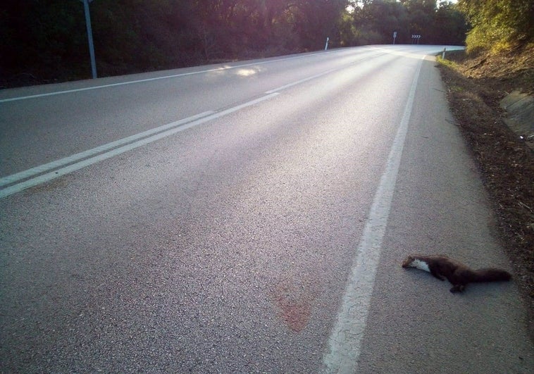 Advierten de la muerte de «cientos de animales salvajes» en carreteras de la provincia de Cádiz