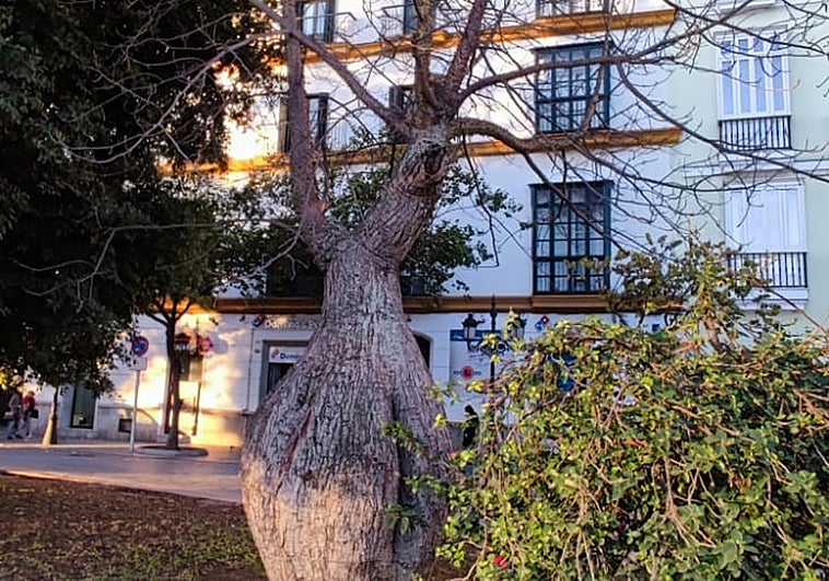 El PP denuncia el abandono y mal estado de varios árboles singulares de Cádiz