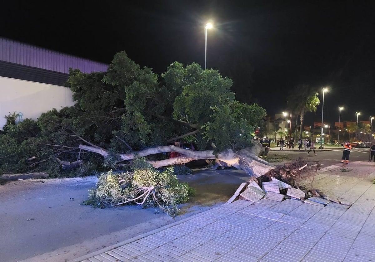 Así quedó el árbol, que sepultó a dos vehículos