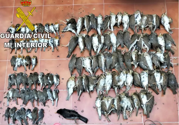 Detenido un conocido cazador furtivo gaditano con más de cien 'pajaritos' capturados de manera ilegal