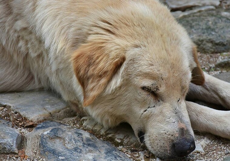 Denuncian la muerte por envenenamiento de varios perros en Chiclana