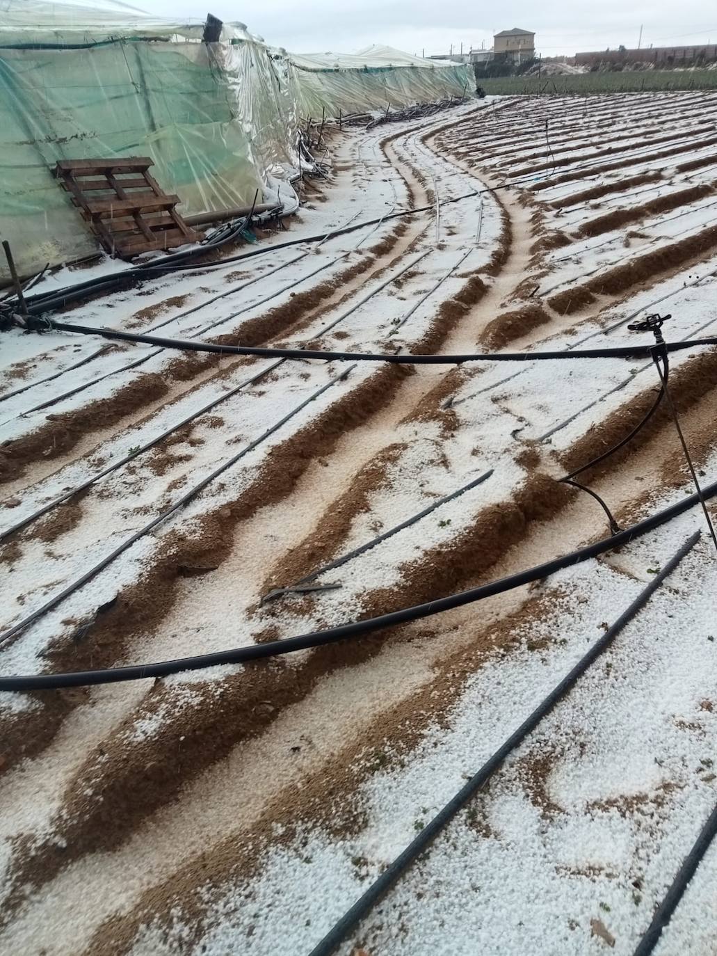 Fotos: Efectos del pedrisco de Sanlúcar en la agricultura