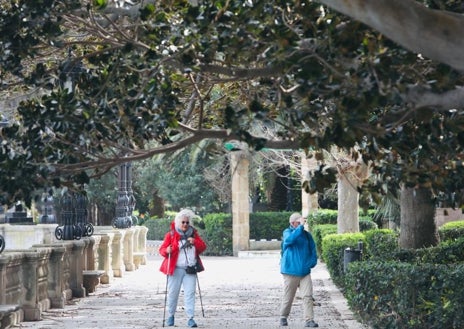 Imagen secundaria 1 - Caída de árboles, postes de telefonía, cornisas... el viento de Levante causa una treintena de incidencias en la provincia