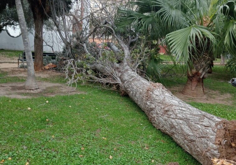 Cae un árbol en la plaza de Santa Ana en Cádiz y otro más en San Mateo