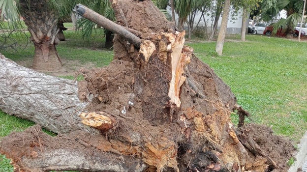 Cae un árbol en la plaza de Santa Ana en Cádiz y otro más en San Mateo