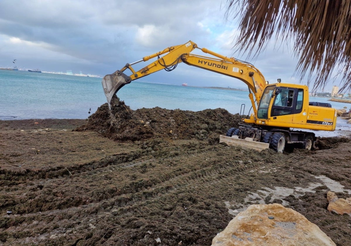 Retiran en La Línea más de 30.000 kilos de algas en el litoral tras el temporal de levante