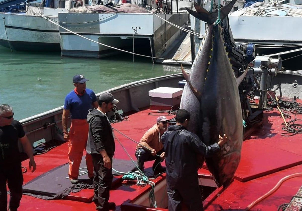 El PP de Cádiz pide que las Almadrabas sean reconocidas en la Ley de Pesca Sostenible