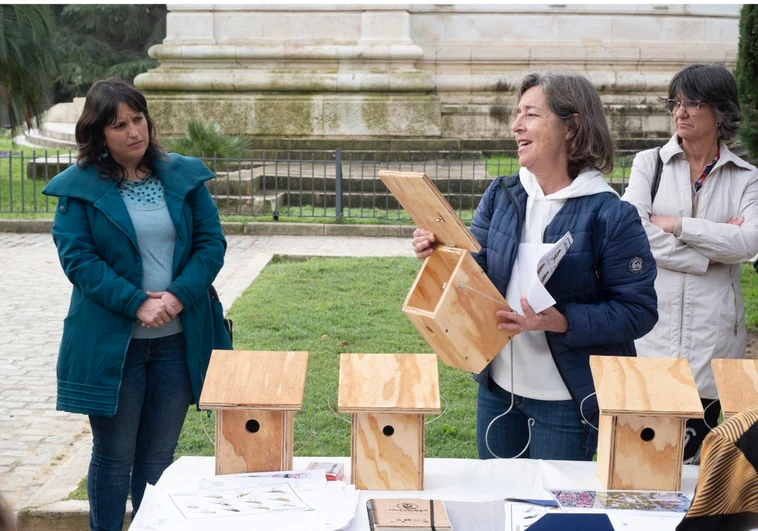 El Ayuntamiento de Cádiz instala diez nuevas cajas nido en la plaza de España