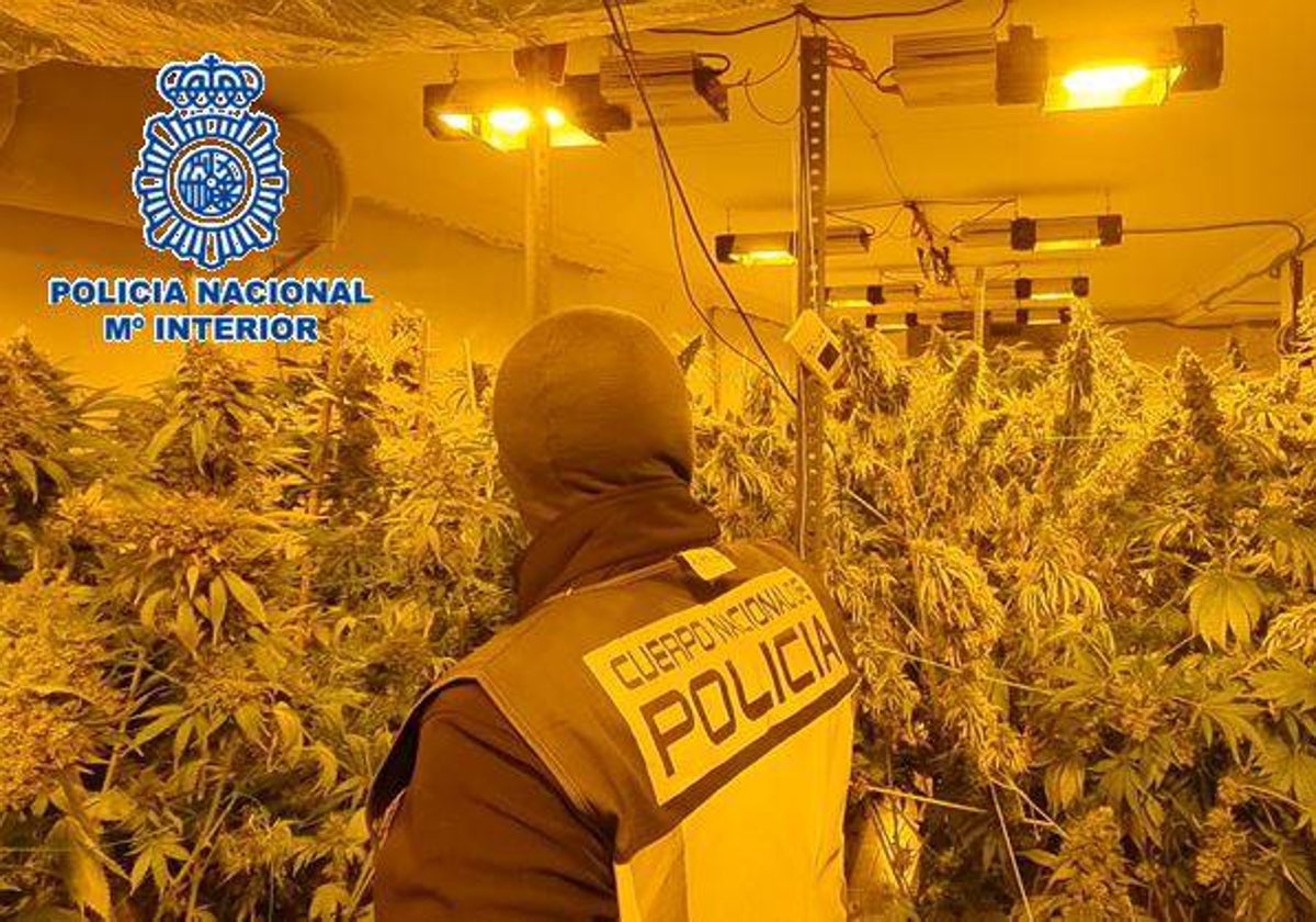 Desmantelan un cultivo con más de 100 kilos de marihuana en un chalet de Los Barrios