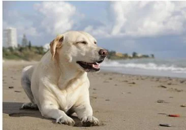 ¿Cuáles son las playas de Cádiz a las que puedes ir con tu perro este 2023?