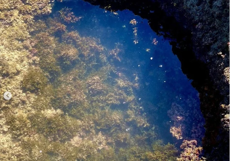 El alga asiática invasora ya amenaza la playa de La Caleta de Cádiz