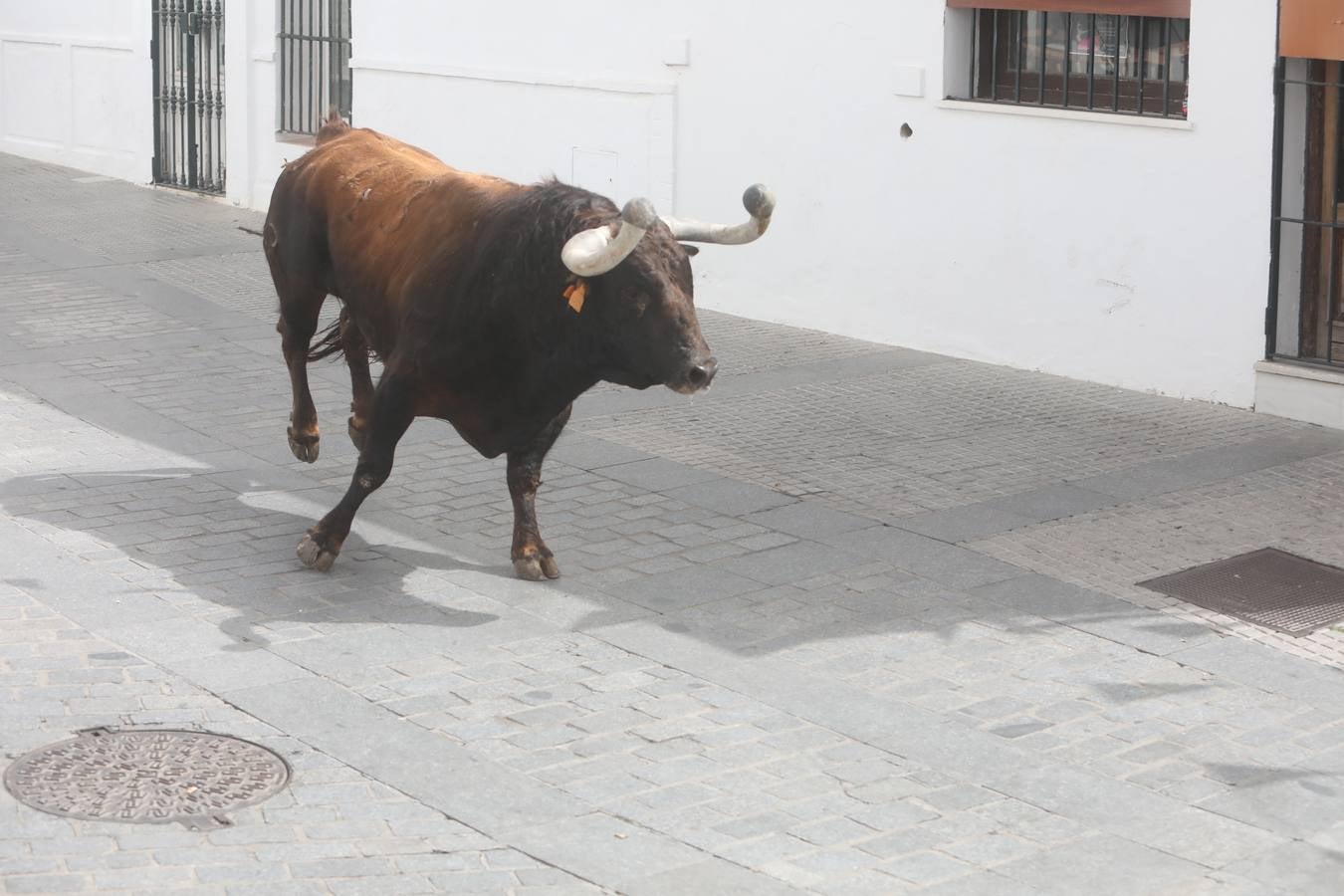 Fotos: Vejer celebra el Toro Embolao