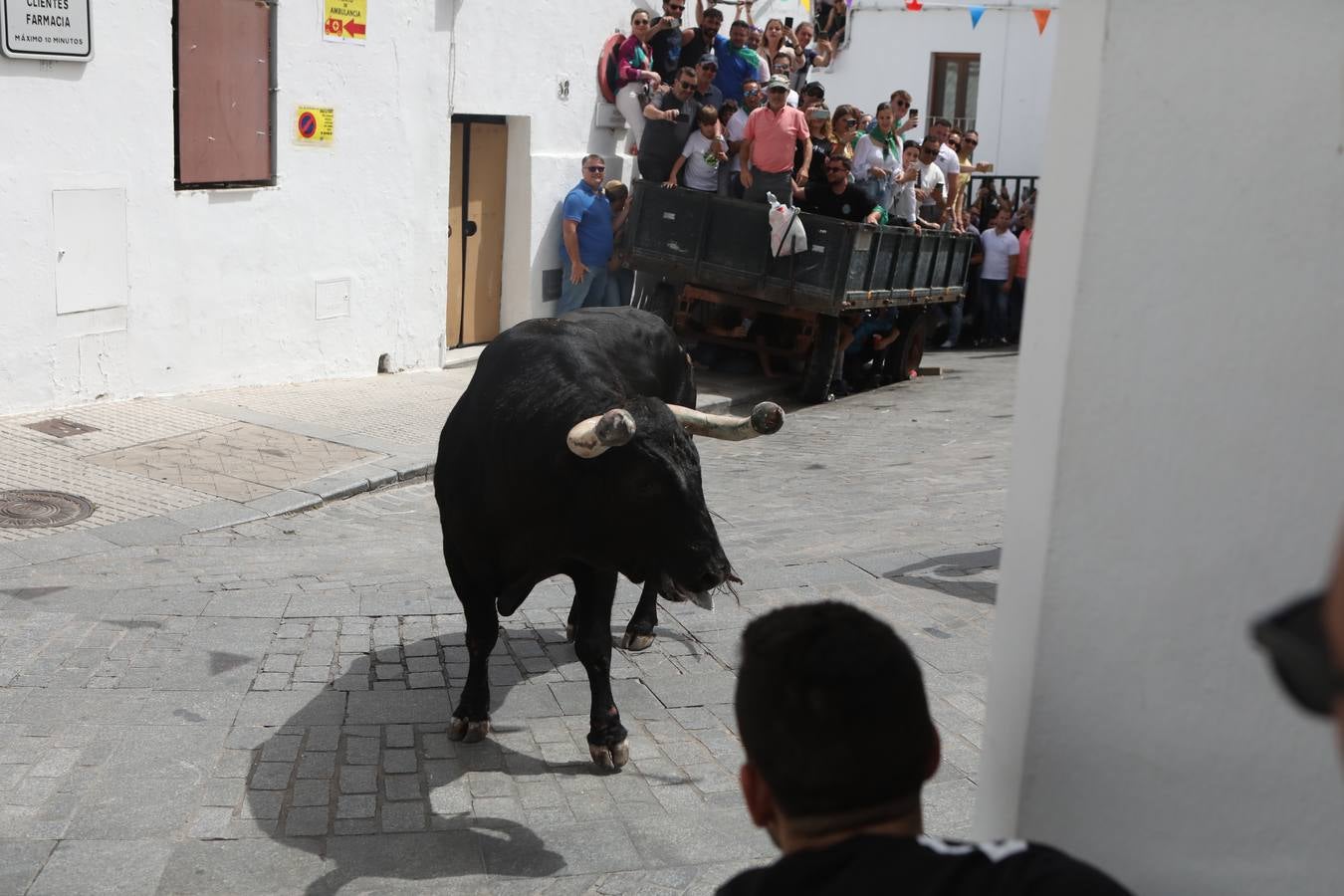 Fotos: Vejer celebra el Toro Embolao