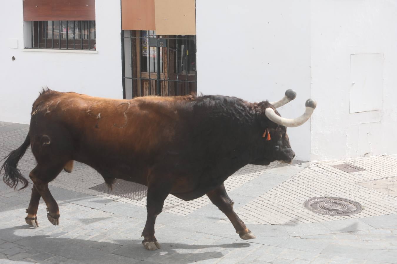 Fotos: Vejer celebra el Toro Embolao