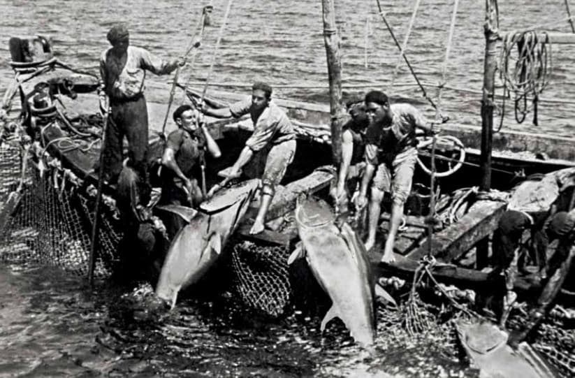 Copejo de atunes. Año 1927