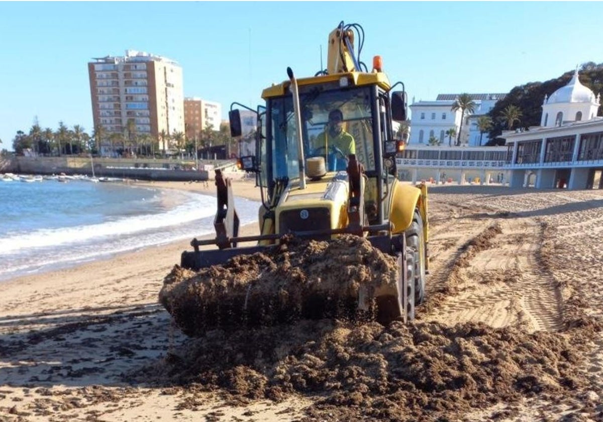 Retirada de un manto de algas en la playa de La Caleta el pasado verano.