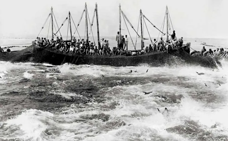 Imagen principal - Fotos de la pesca del atún en la primera mitad del siglo XX.