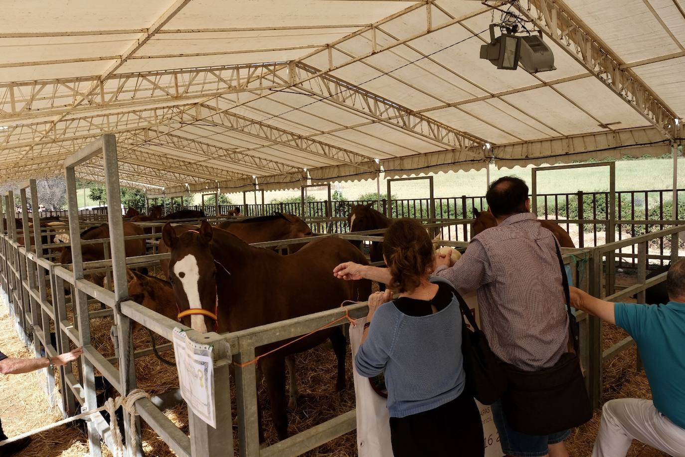 Fotos: La feria de Vejer se despide con un domingo redondo