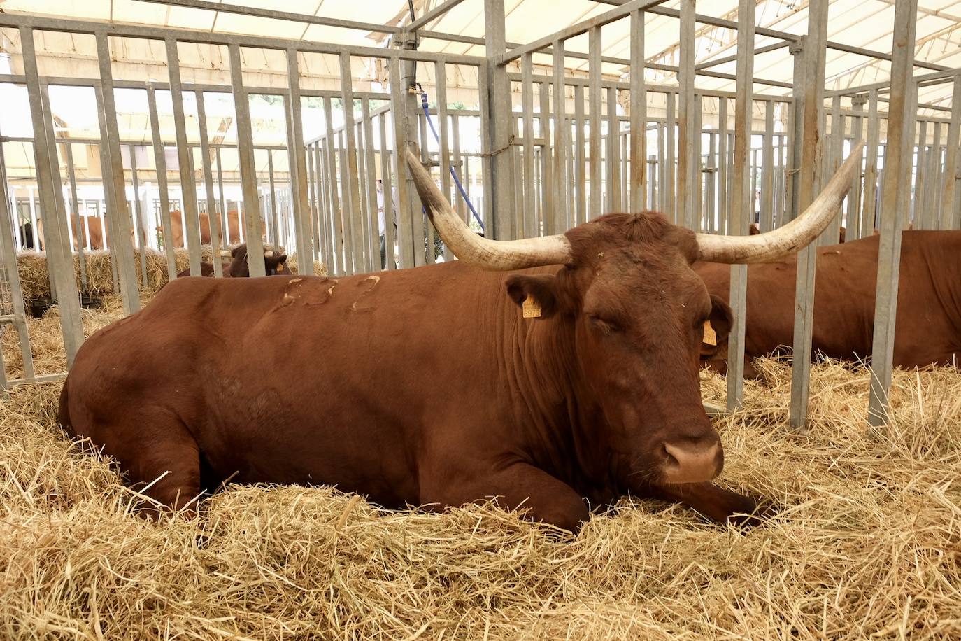 Fotos: La feria de Vejer se despide con un domingo redondo