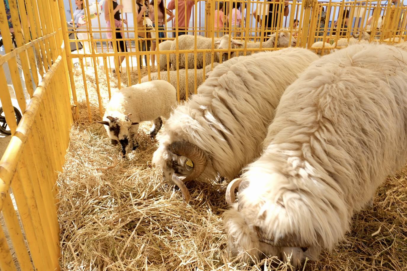 Fotos: La feria de Vejer se despide con un domingo redondo