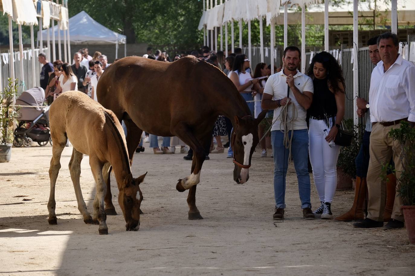 Fotos: La feria de Vejer se despide con un domingo redondo