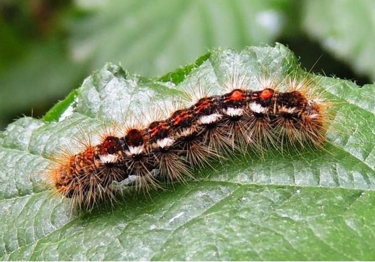 Ecologistas piden no fumigar con este producto en el parque de los Alcornocales por ser dañino con la fauna y el ser humano