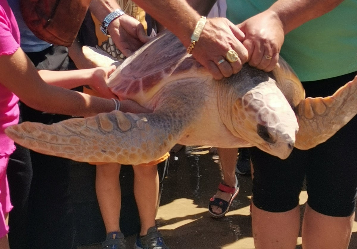 Liberadas seis tortugas marinas en la playa de las Tres Piedras en Chipiona