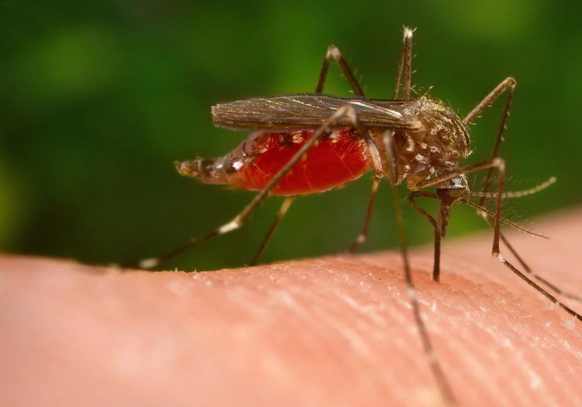 Prevención del virus del Nilo por la presencia de mosquitos.