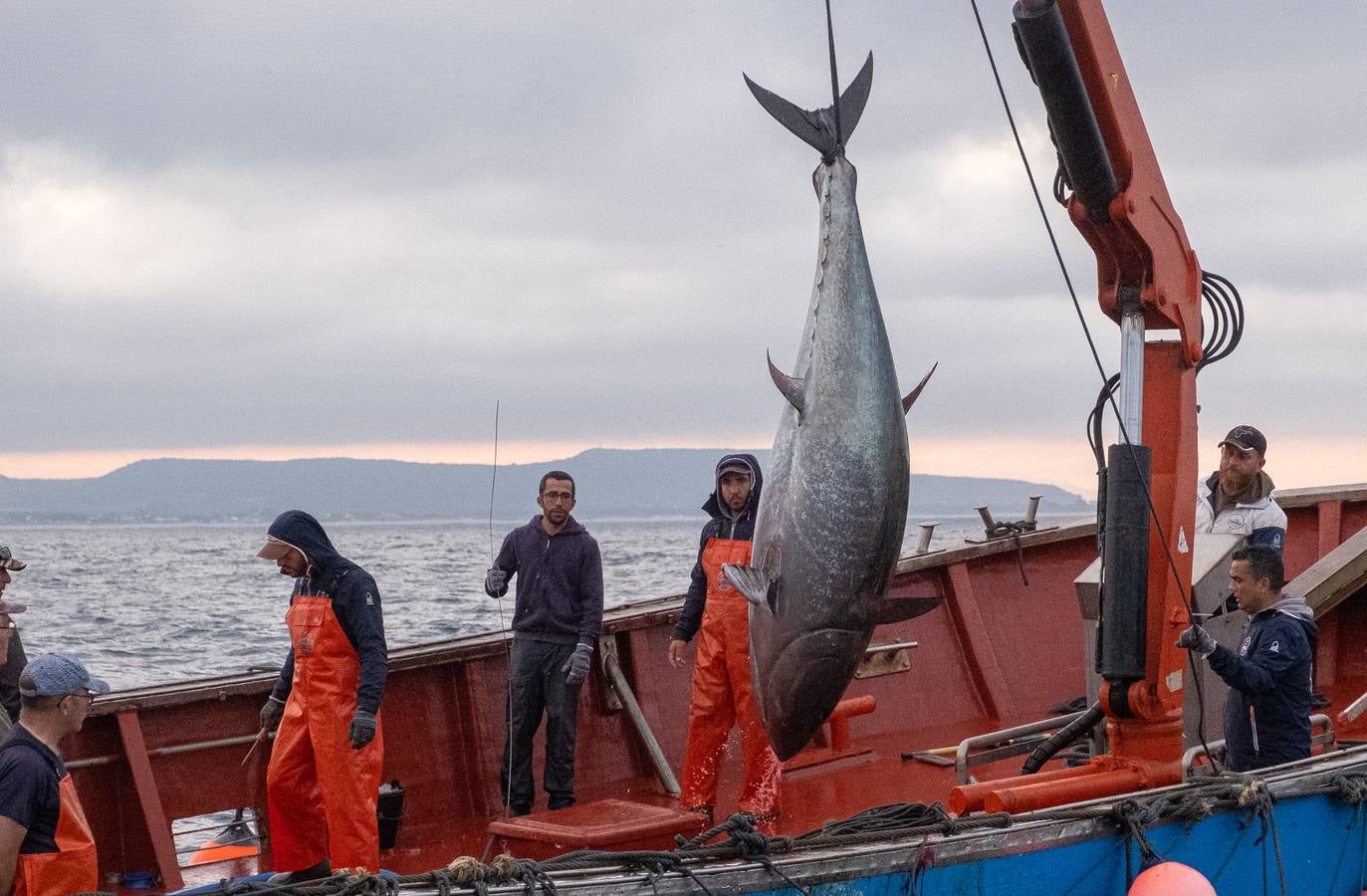 Fotos: las imágenes de una levantá de atún rojo en Cádiz