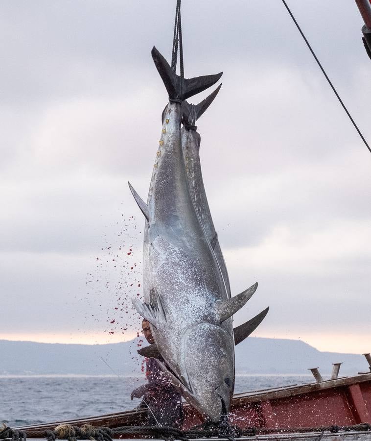 Fotos: las imágenes de una levantá de atún rojo en Cádiz